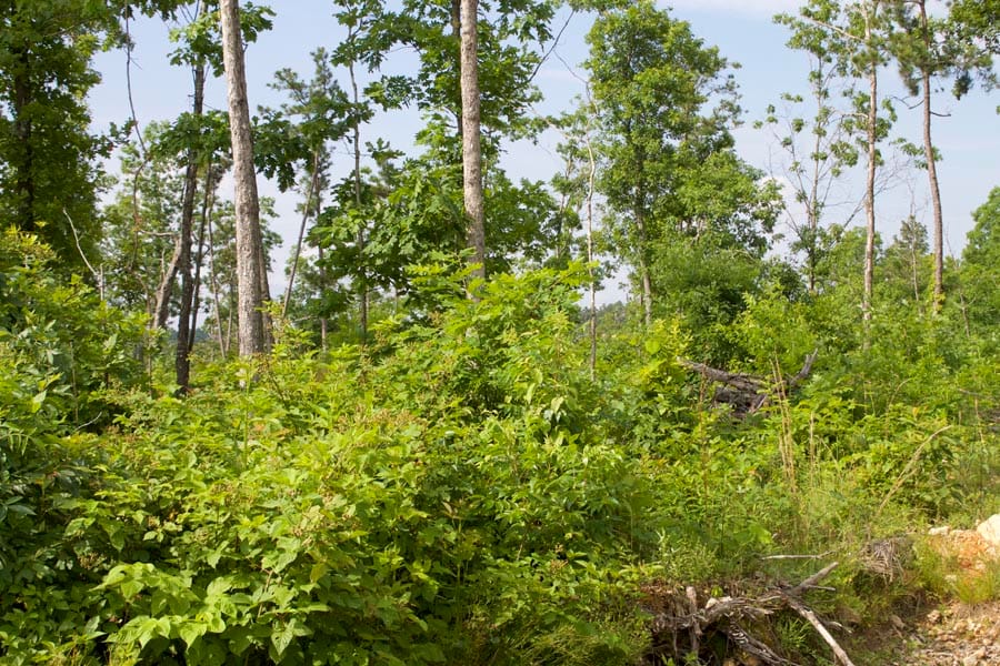 Thunder Mountain Ranch Tract 36 photo 8