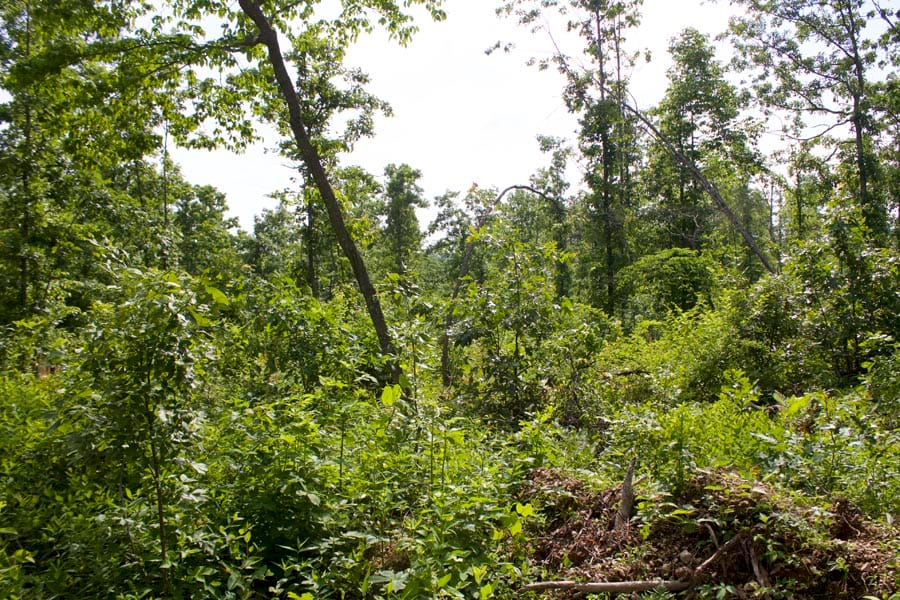 Thunder Mountain Ranch Tract 36 photo 11