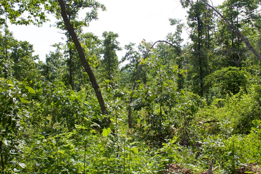 Thunder Mountain Ranch Tract 36 photo 12