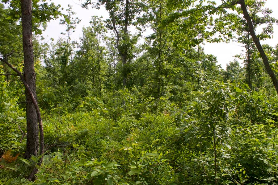 Thunder Mountain Ranch Tract 36 photo 13