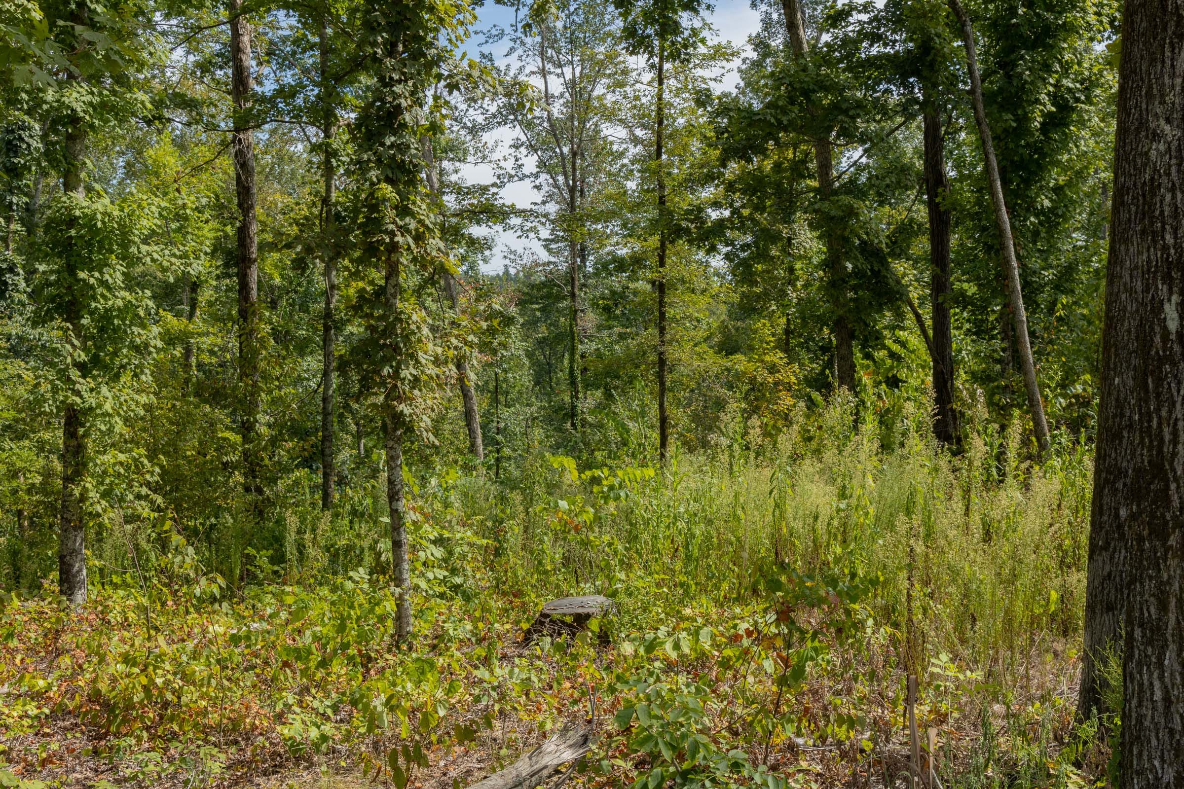 Big White Oak Tract 75 photo 6