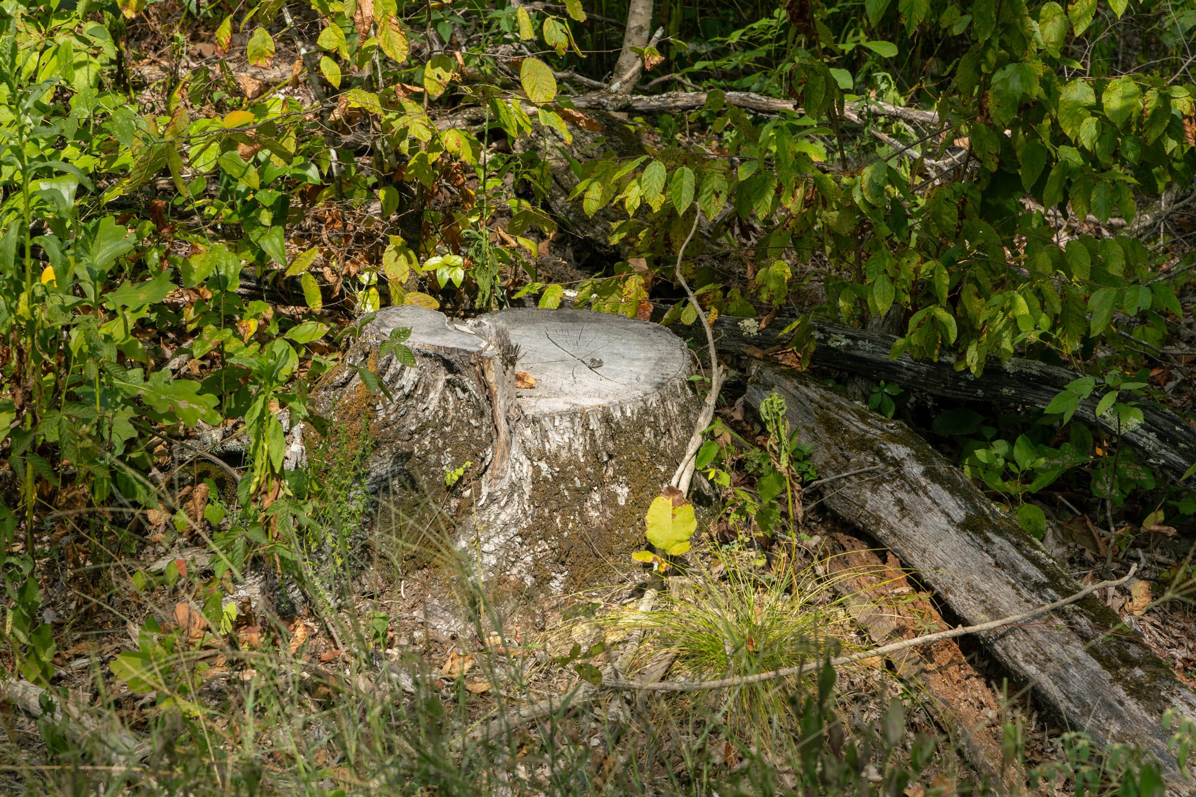 Big White Oak Tract 75 photo 5