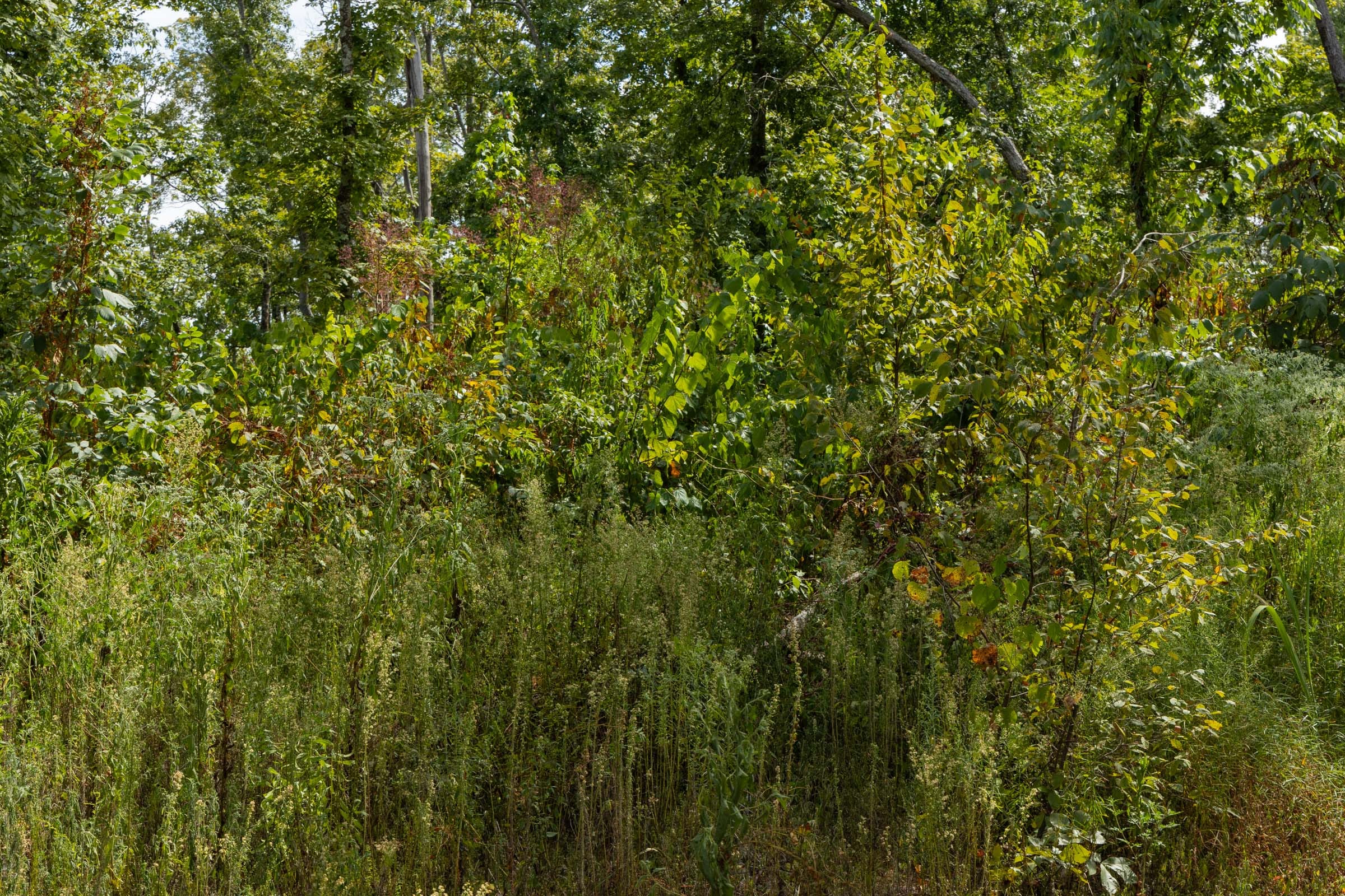 Big White Oak Tract 75 photo 3