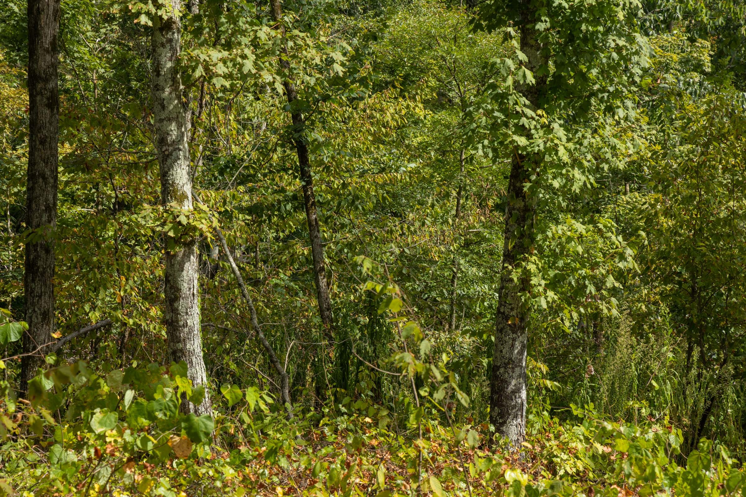 Big White Oak Tract 75 photo 7