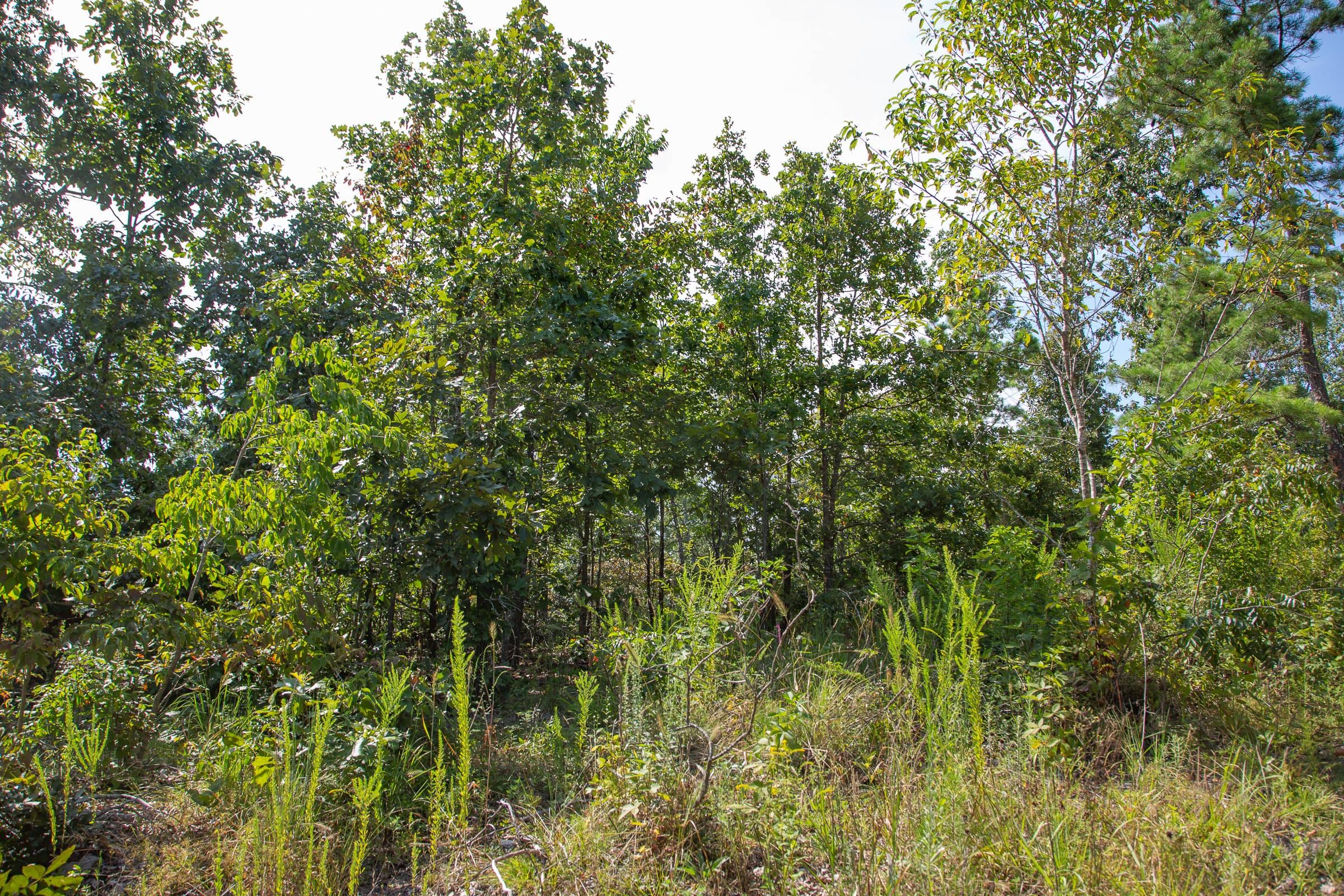 Borgmann’s Hollow Phase I Tract 21 photo 2