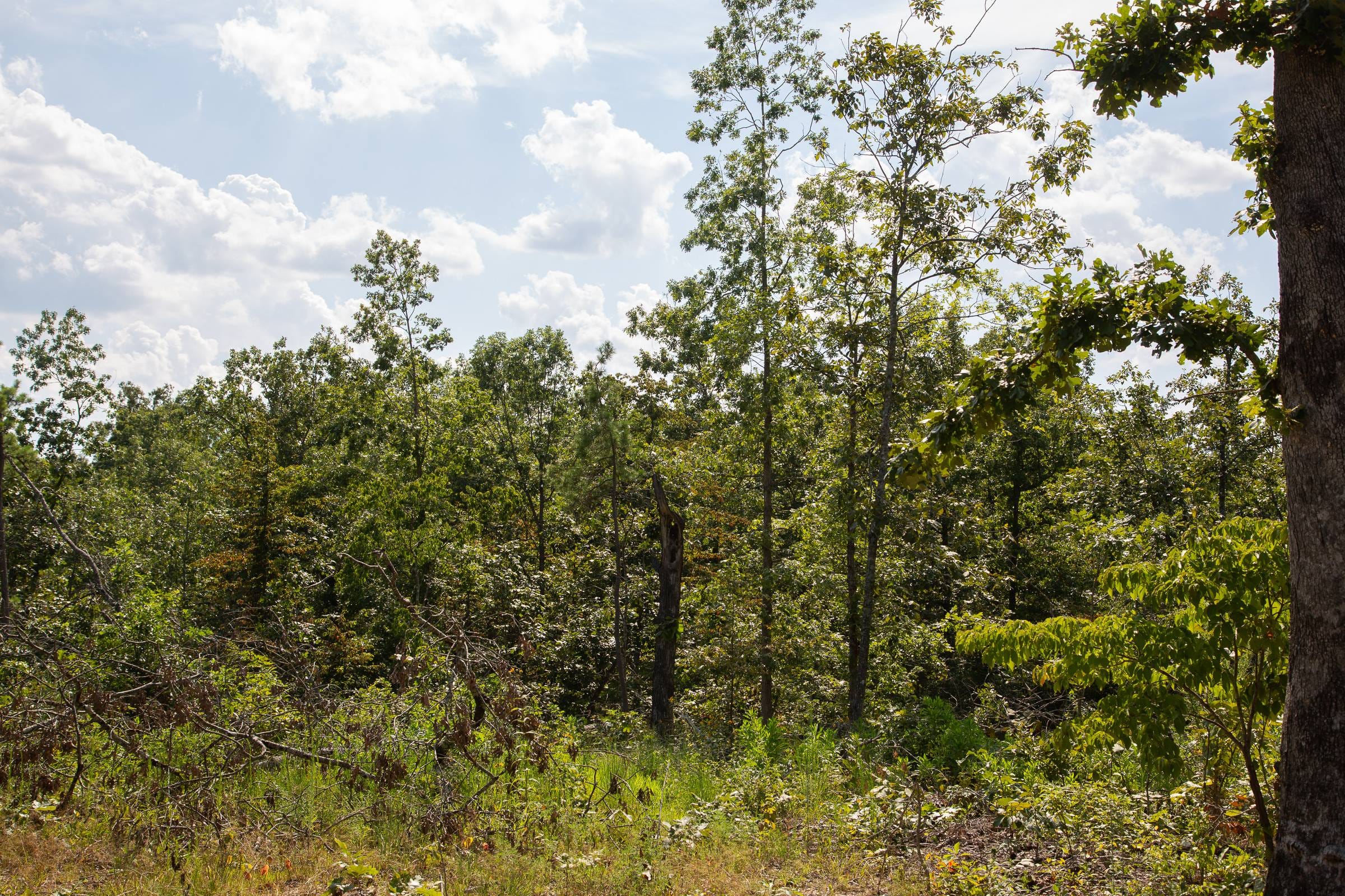 Borgmann’s Hollow Phase I Tract 21 photo 8