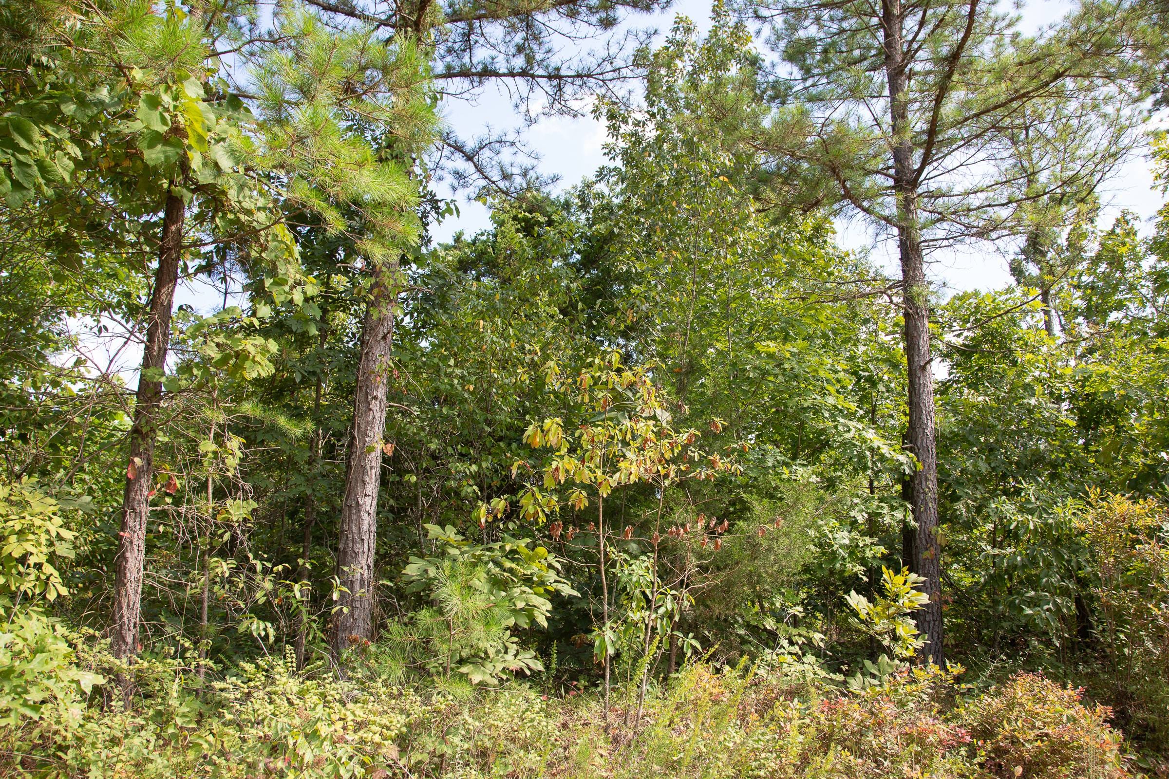 Borgmann’s Hollow Phase I Tract 21 photo 14