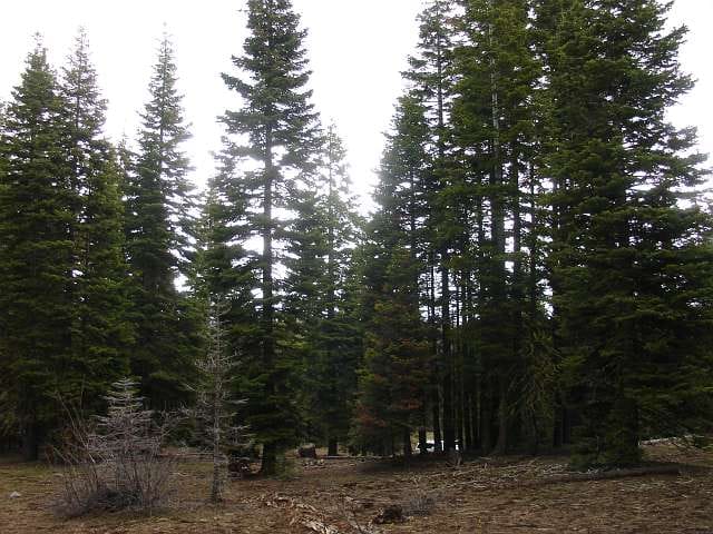 California Pines Tract 82 photo 3
