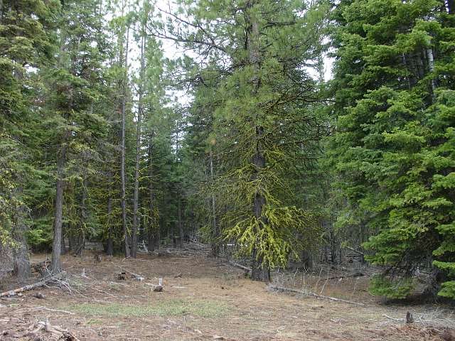 California Pines Tract 82 photo 5