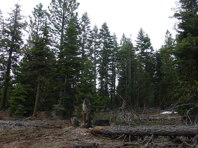 California Pines Tract 82 photo 7