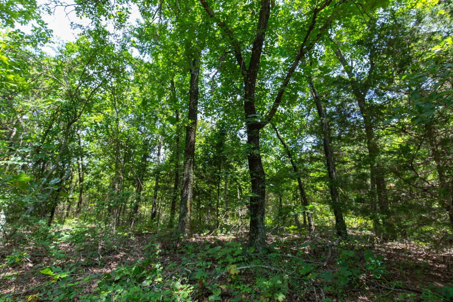 Timber Ridge Tract 52 photo 3
