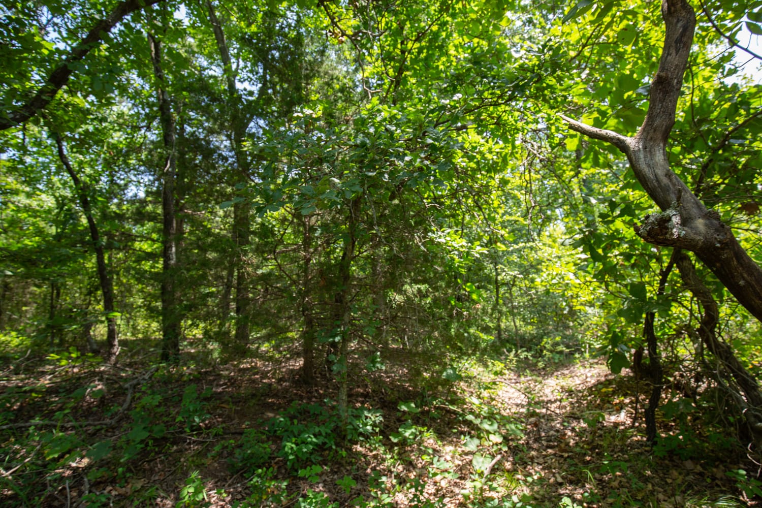 Timber Ridge Tract 52 photo 5