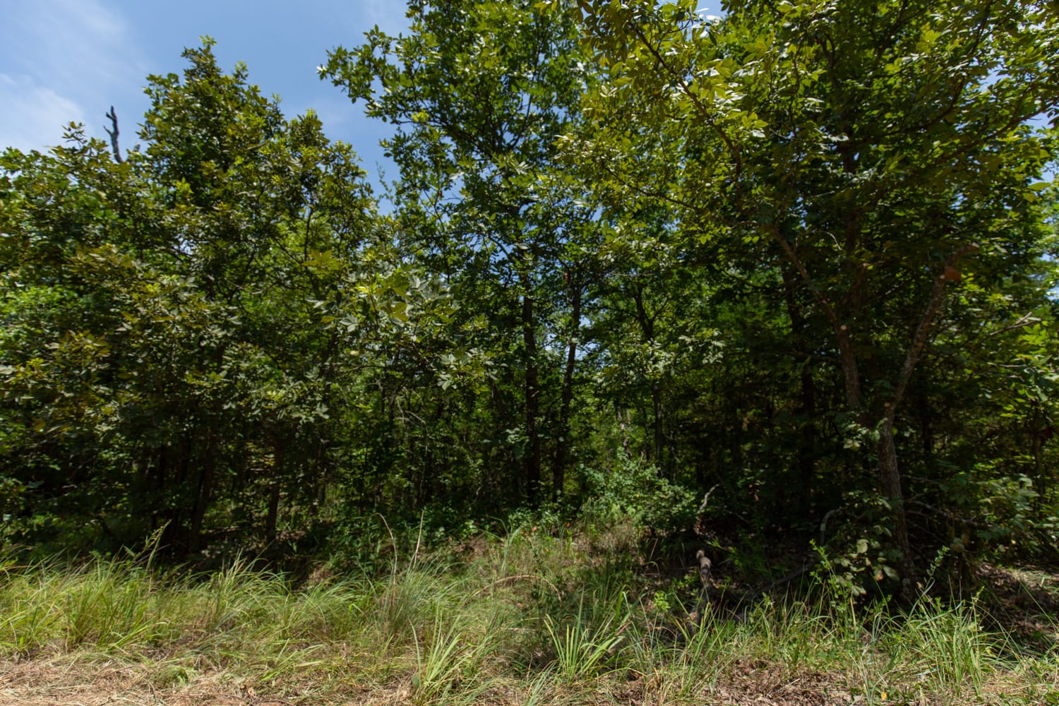 Timber Ridge Tract 52 photo 6