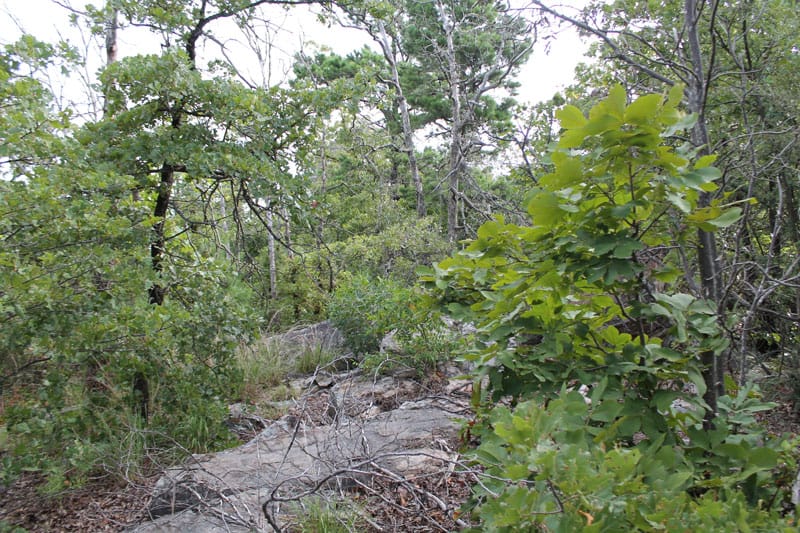 Trophy Ridge Phase III Tract 27 photo 5