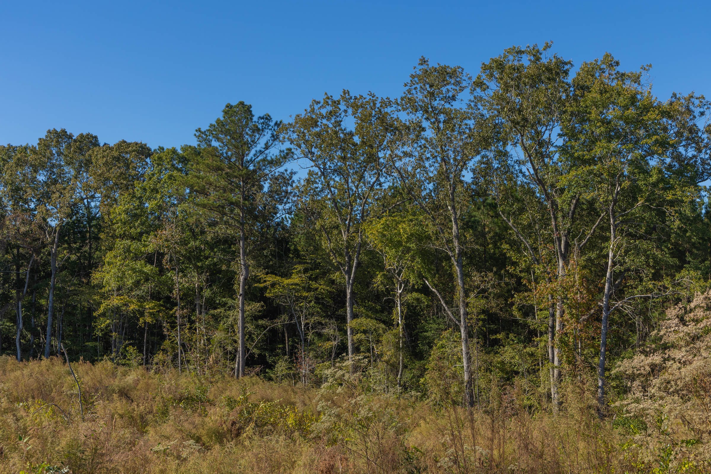 Meyer’s Ridge Tract 24 photo 11