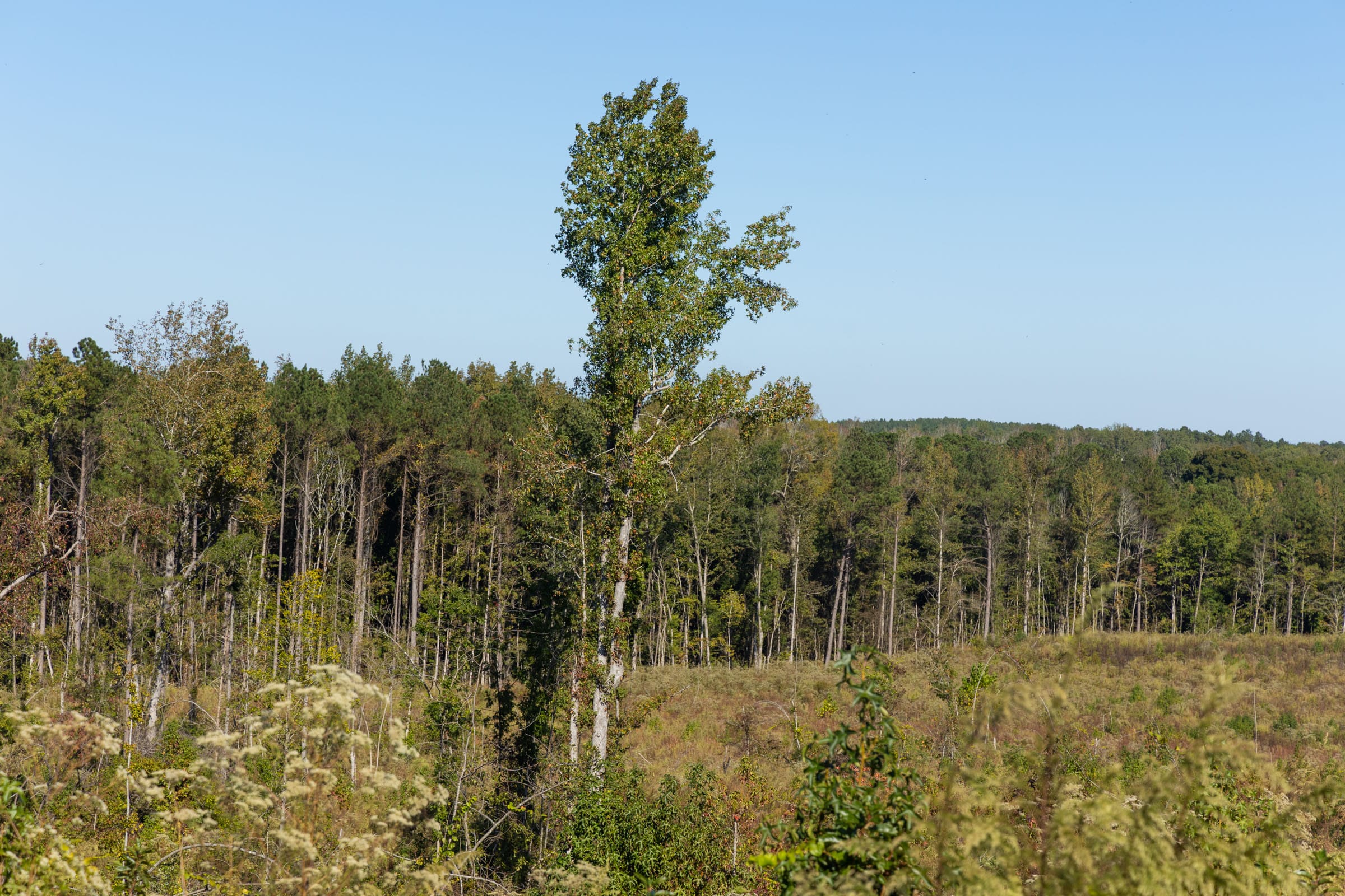 Meyer’s Ridge Tract 24 photo 9