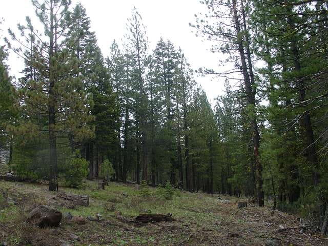 California Pines Tract 31 photo 9