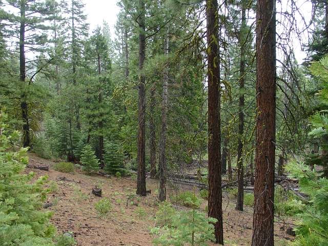 California Pines Tract 31 photo 11