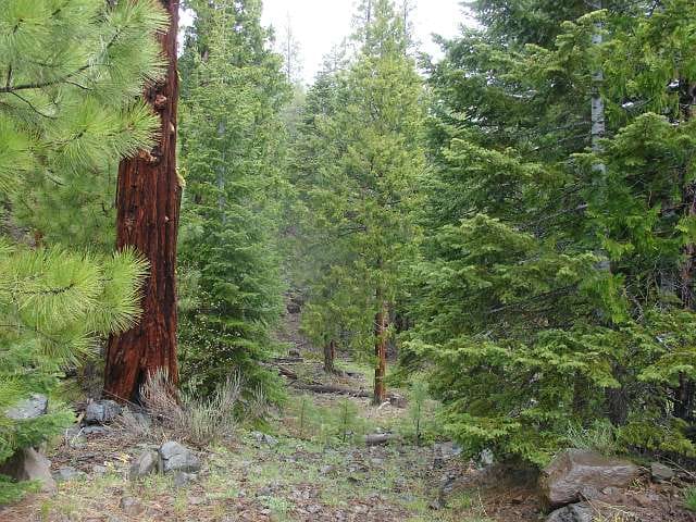 California Pines Tract 31 photo 14
