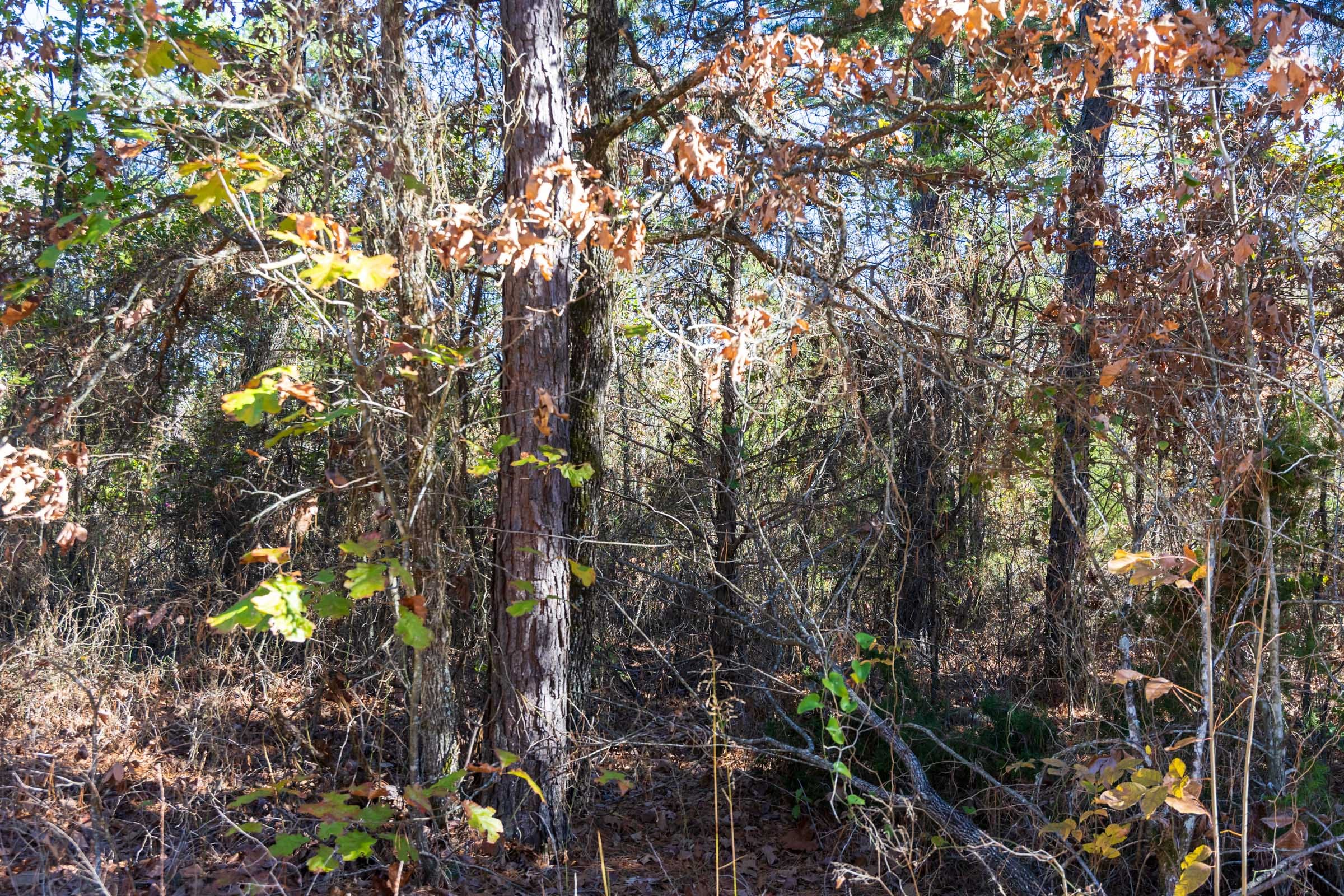 Stone Bridge Reserve Tract 30 photo 8