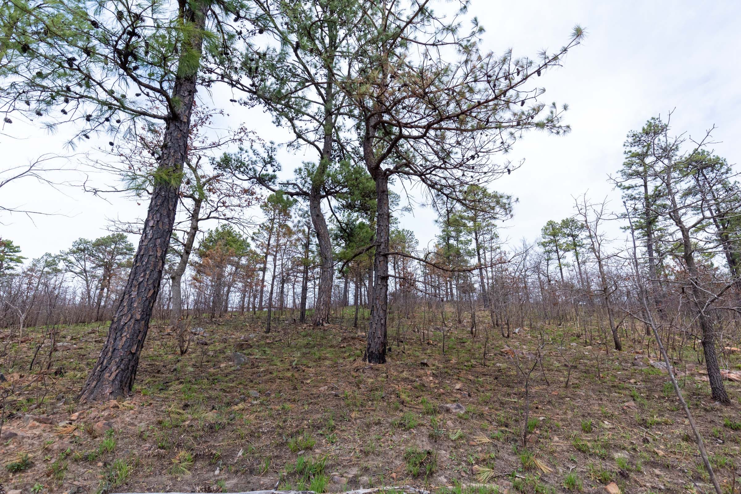 Stone Bridge Phase III Tract 142 photo 2