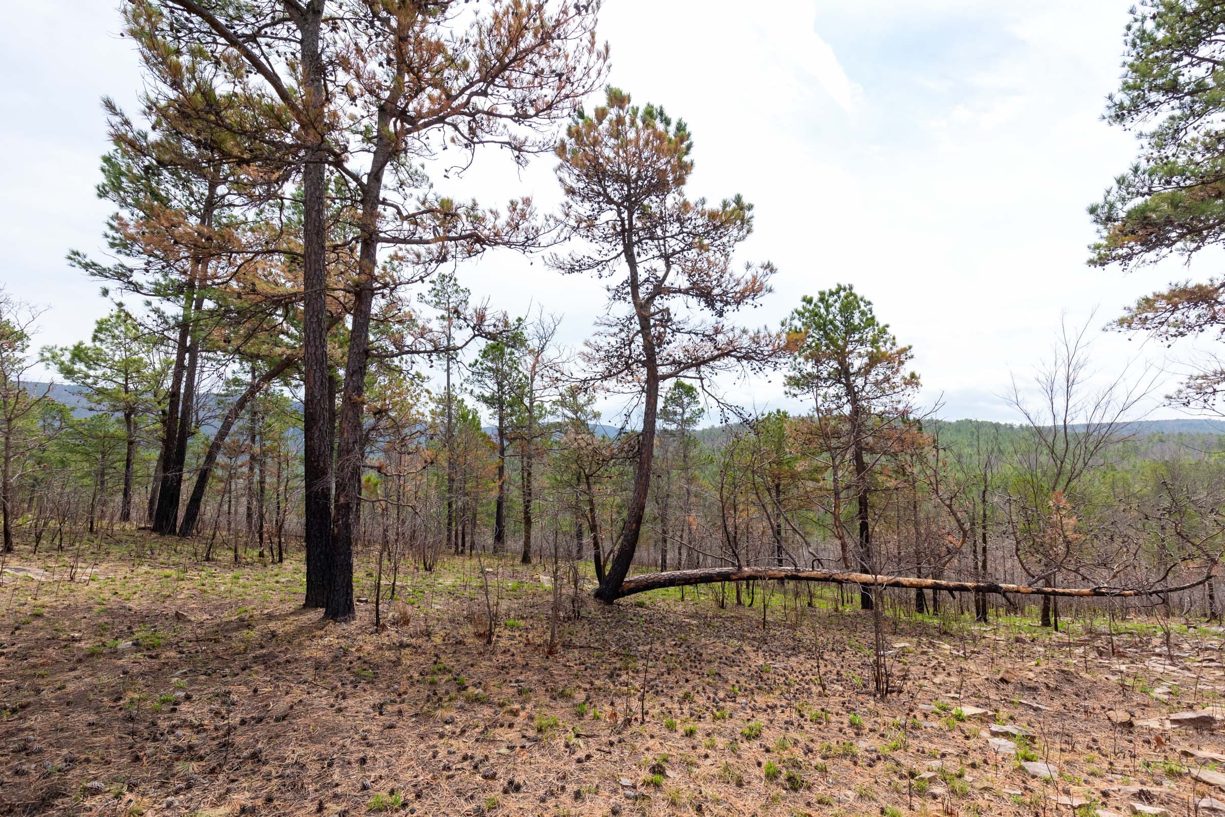 Stone Bridge Phase III Tract 142 photo 4