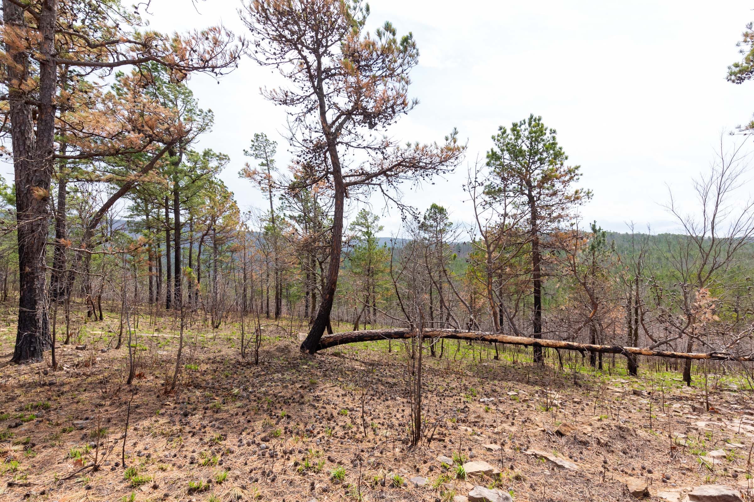 Stone Bridge Phase III Tract 142 photo 6