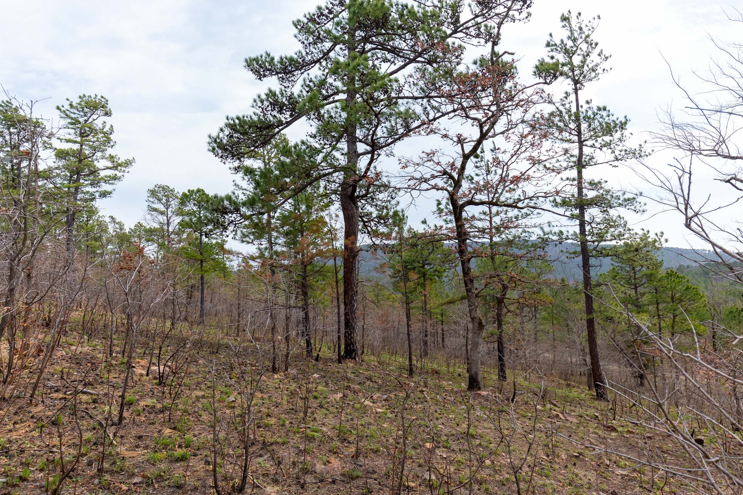 Stone Bridge Phase III Tract 142 photo 19