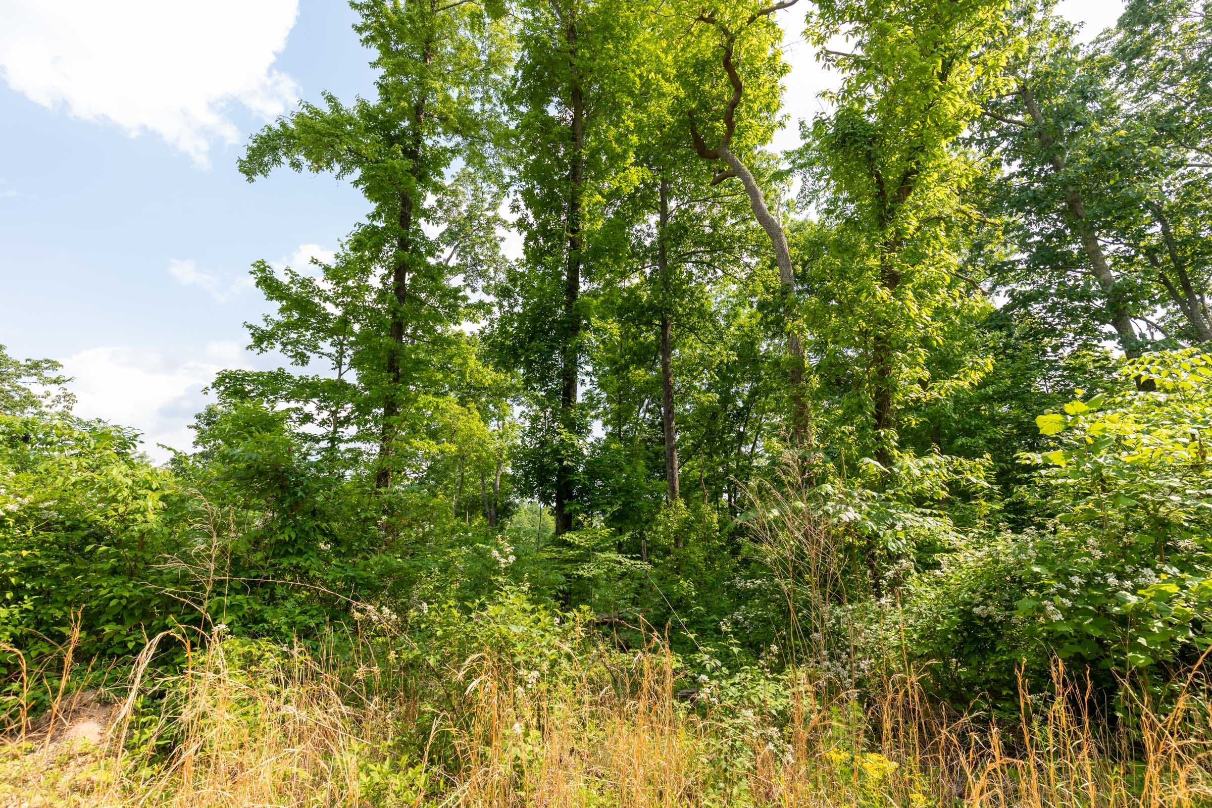 Cedar Creek Tract 21 photo 2