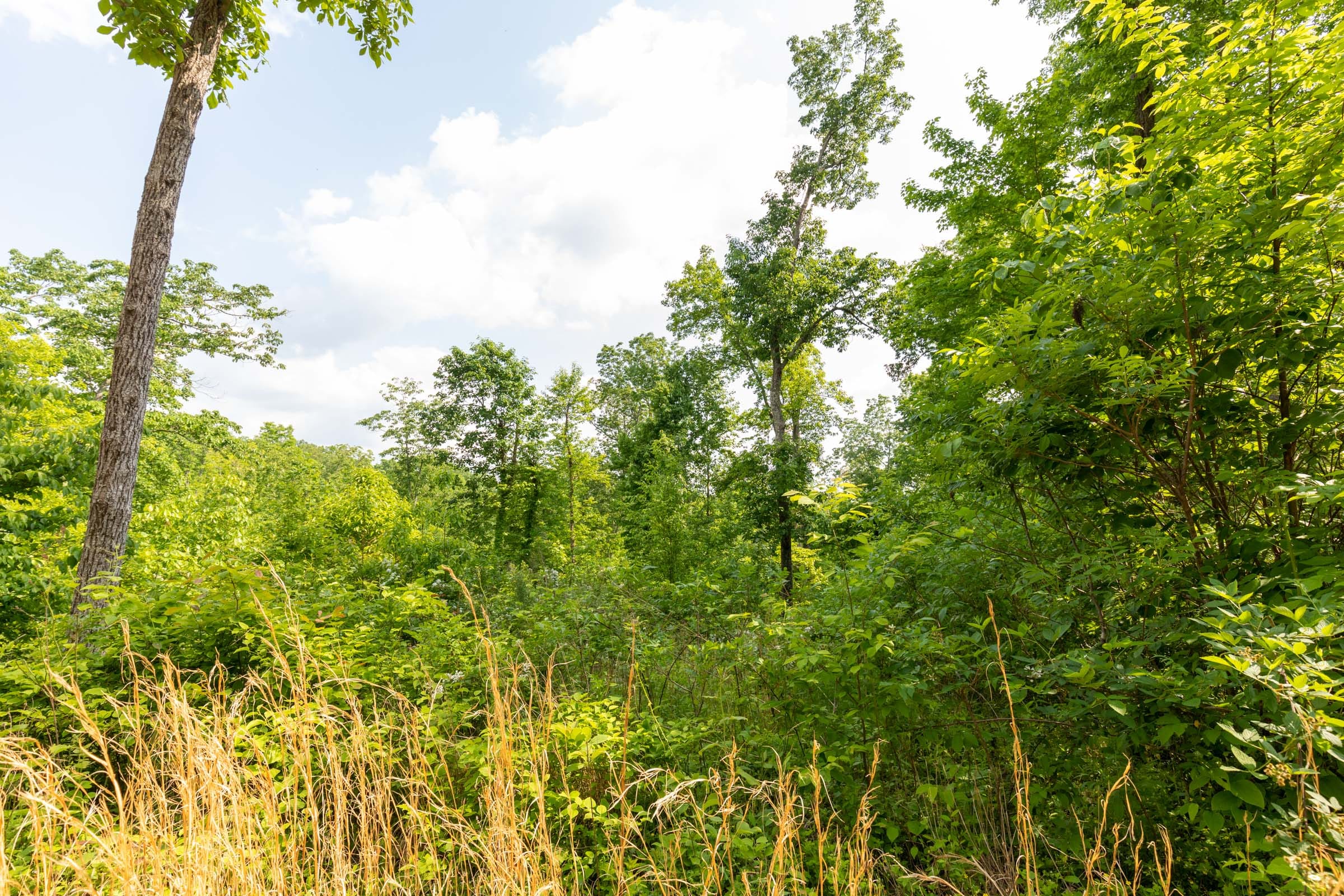 Cedar Creek Tract 21 photo 4