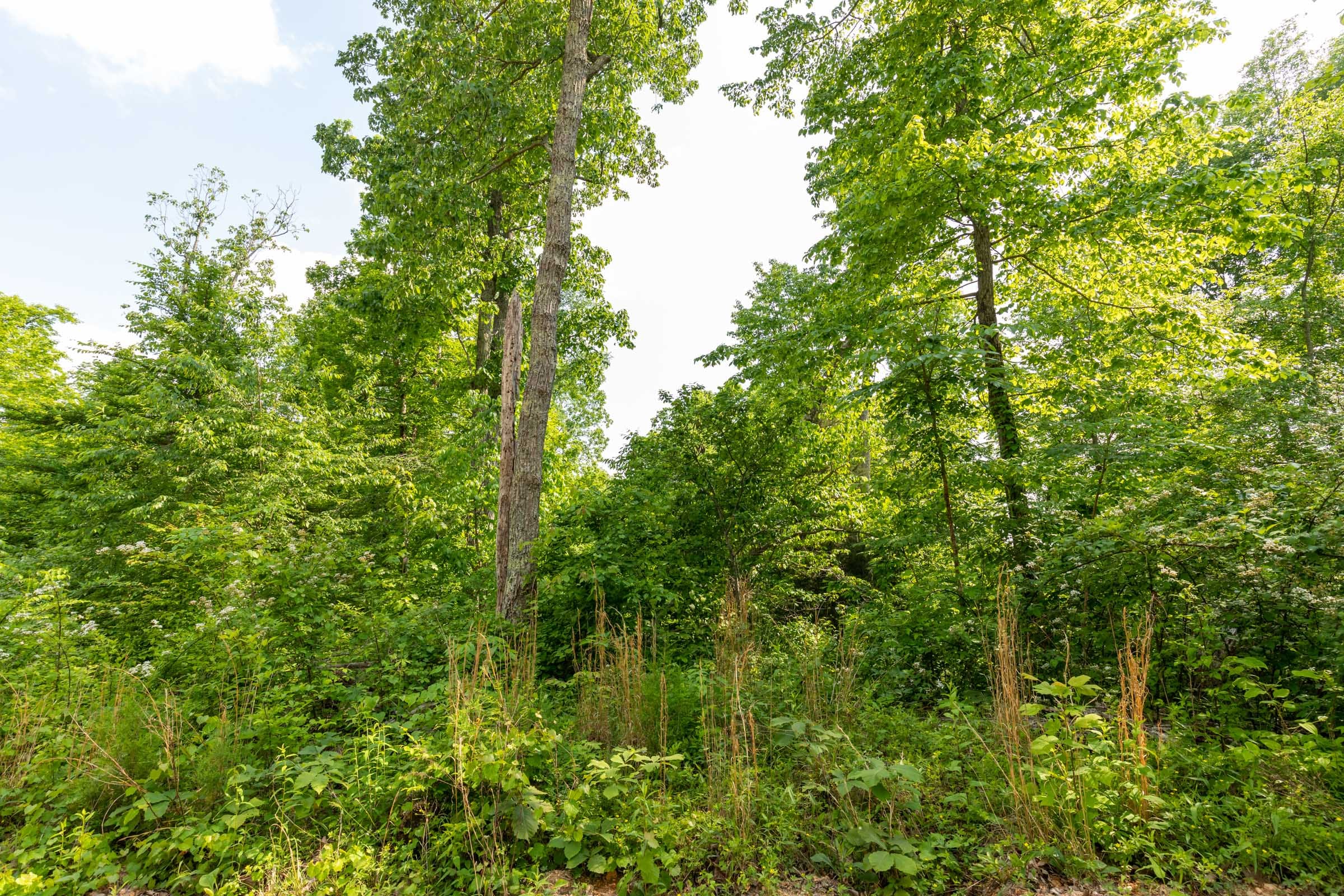Cedar Creek Tract 21 photo 8