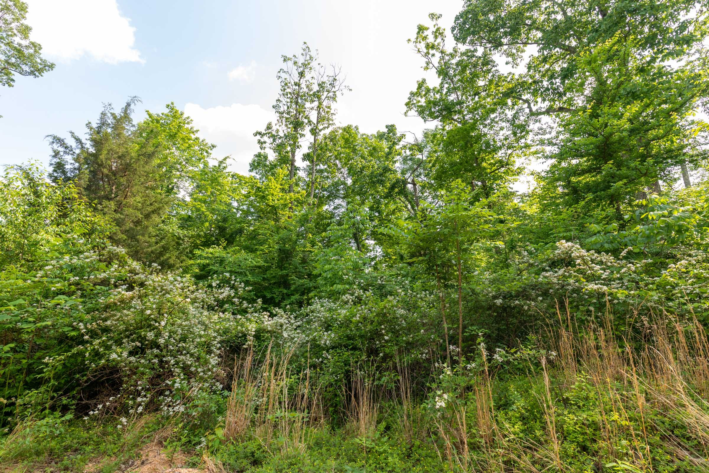Cedar Creek Tract 21 photo 10