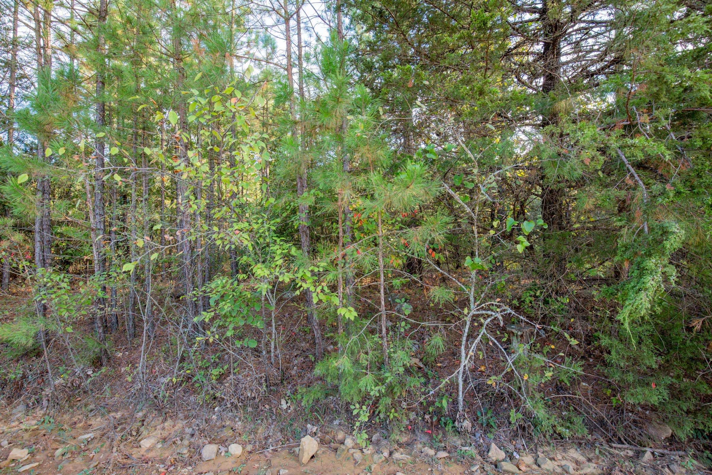 Stone Bridge Phase I Tract 43 photo 6