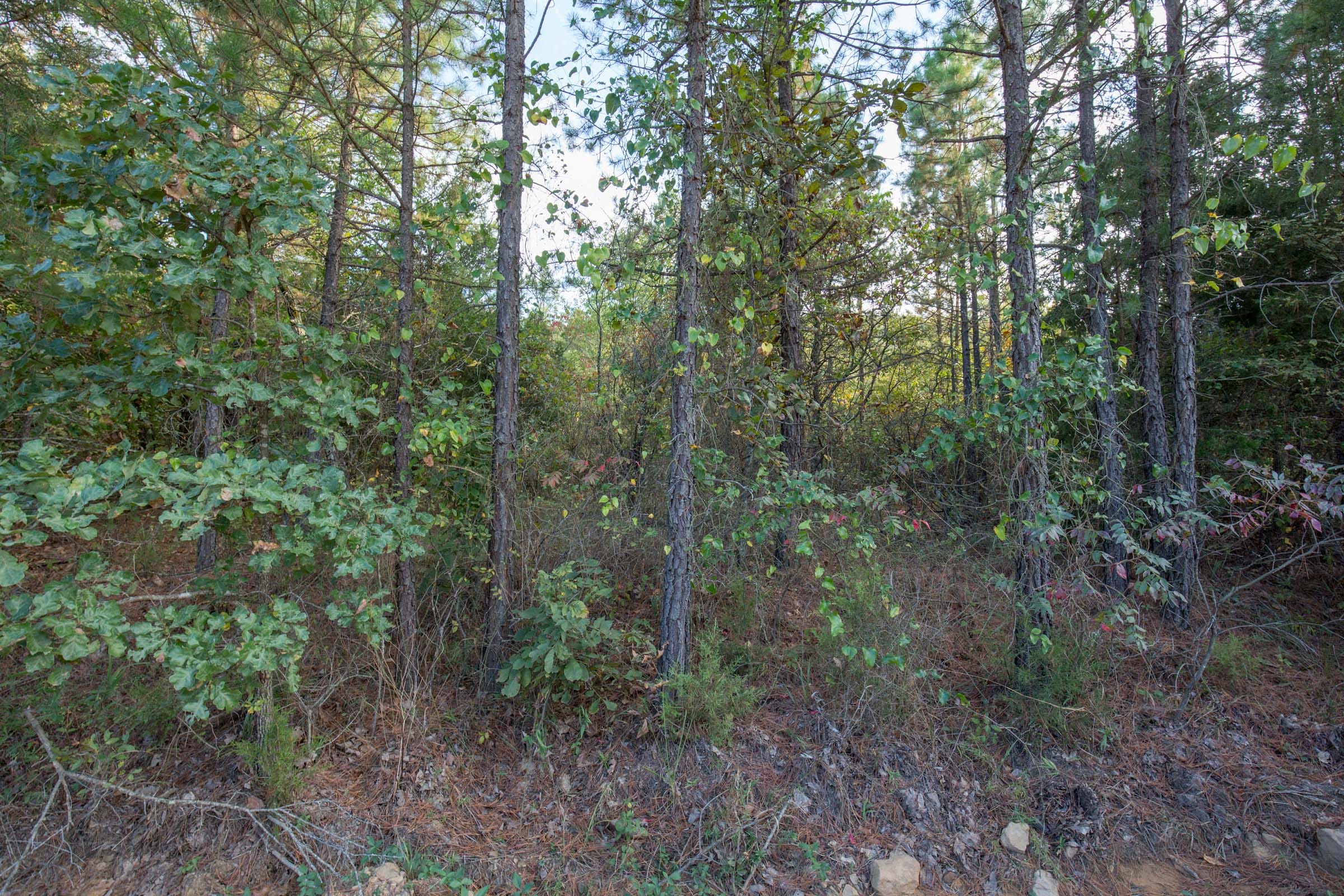 Stone Bridge Phase I Tract 43 photo 10