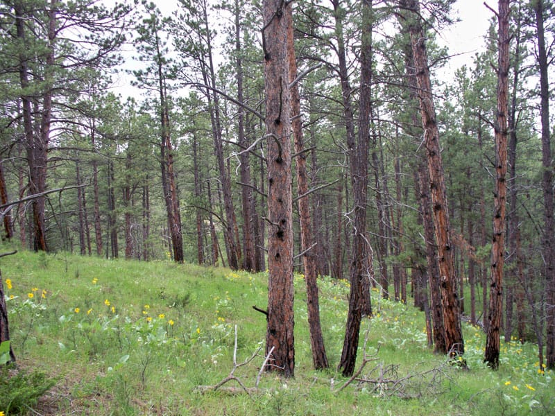 Musselshell County Tract 51 photo 1