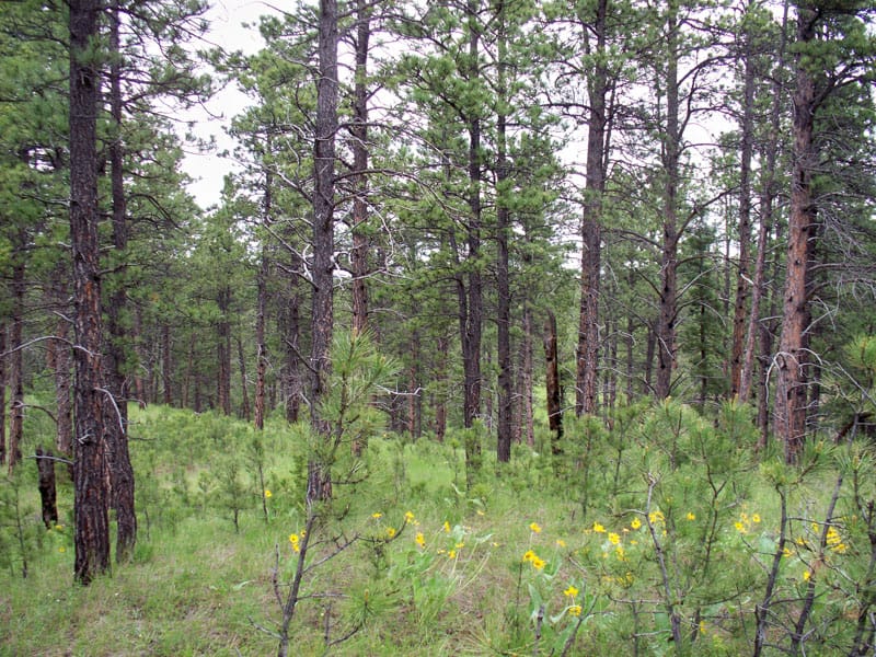 Musselshell County Tract 51 photo 4