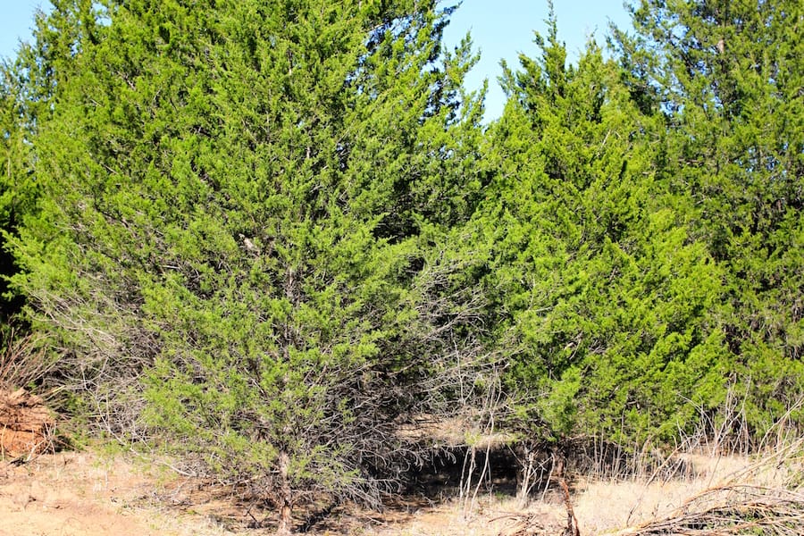 Montgomery Ranch Tract 14 photo 4