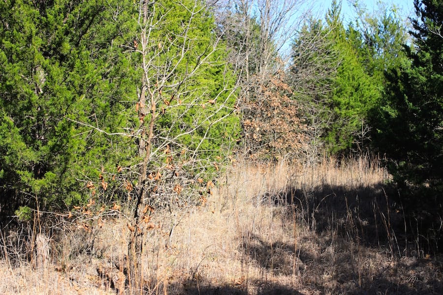 Montgomery Ranch Tract 14 photo 5