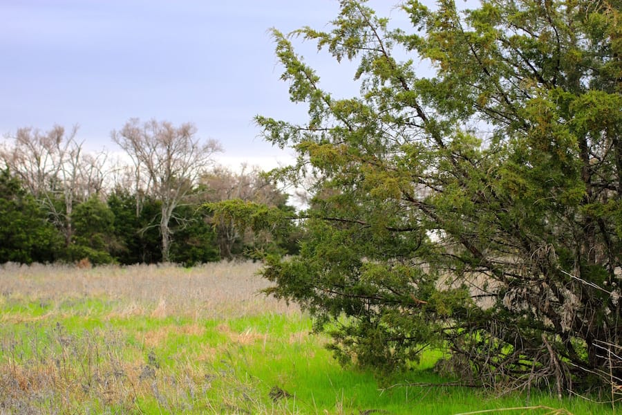 Montgomery Ranch Tract 14 photo 13
