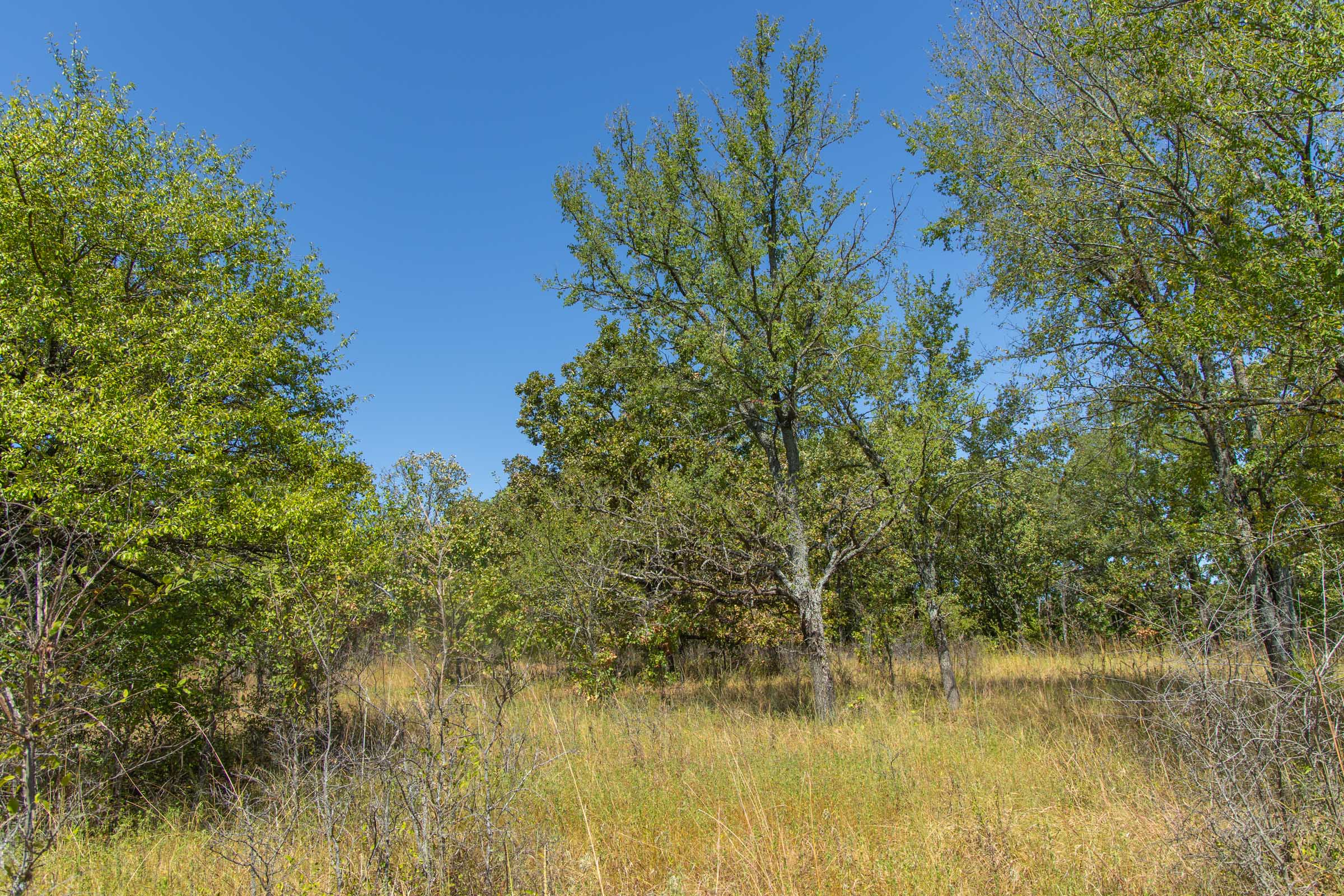 Gracyn Meadows Tract 2 photo 11