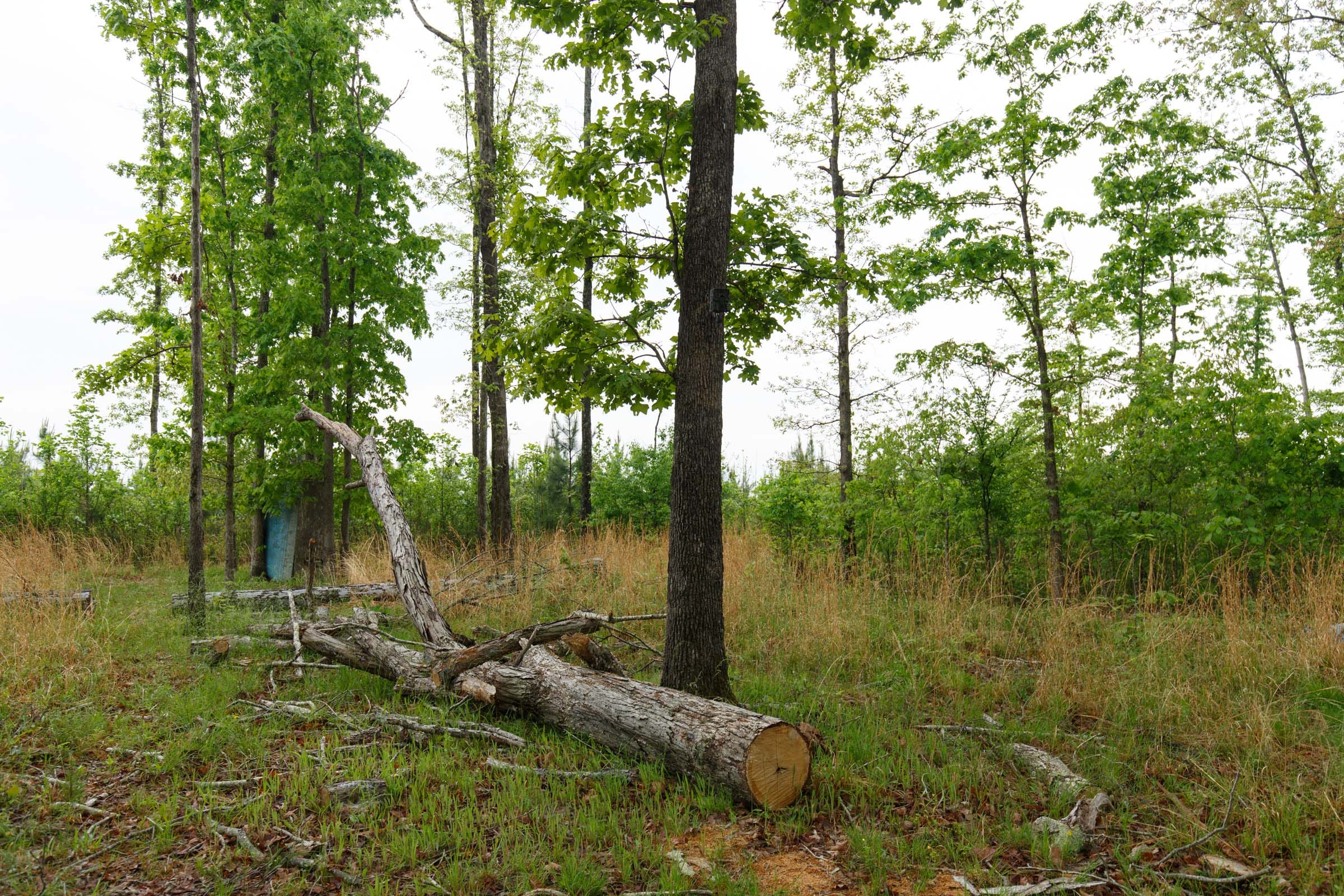 Red Barn Ranch Tract 12 photo 6