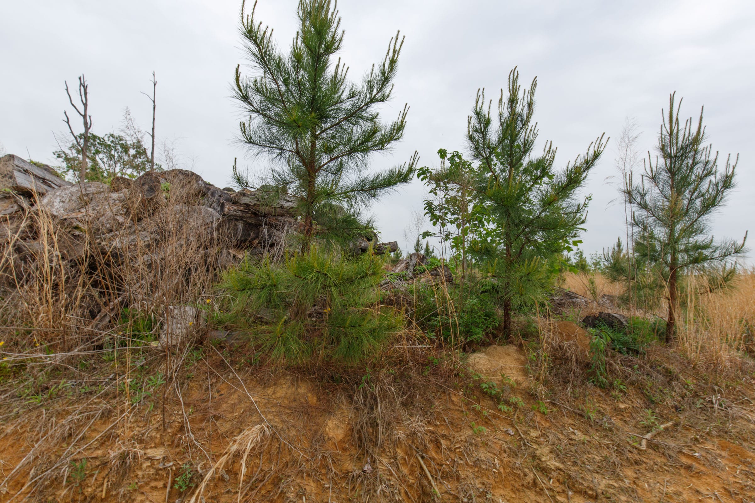 Red Barn Ranch Tract 12 photo 10
