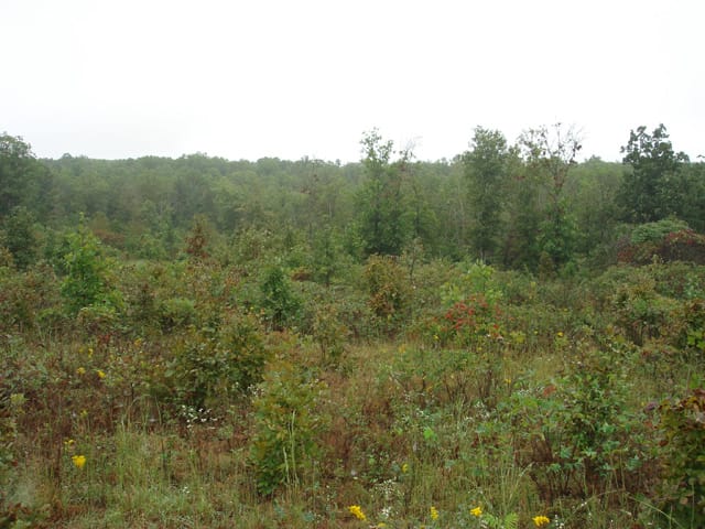 Ranches Of Montauk Park Tract 4 photo 7