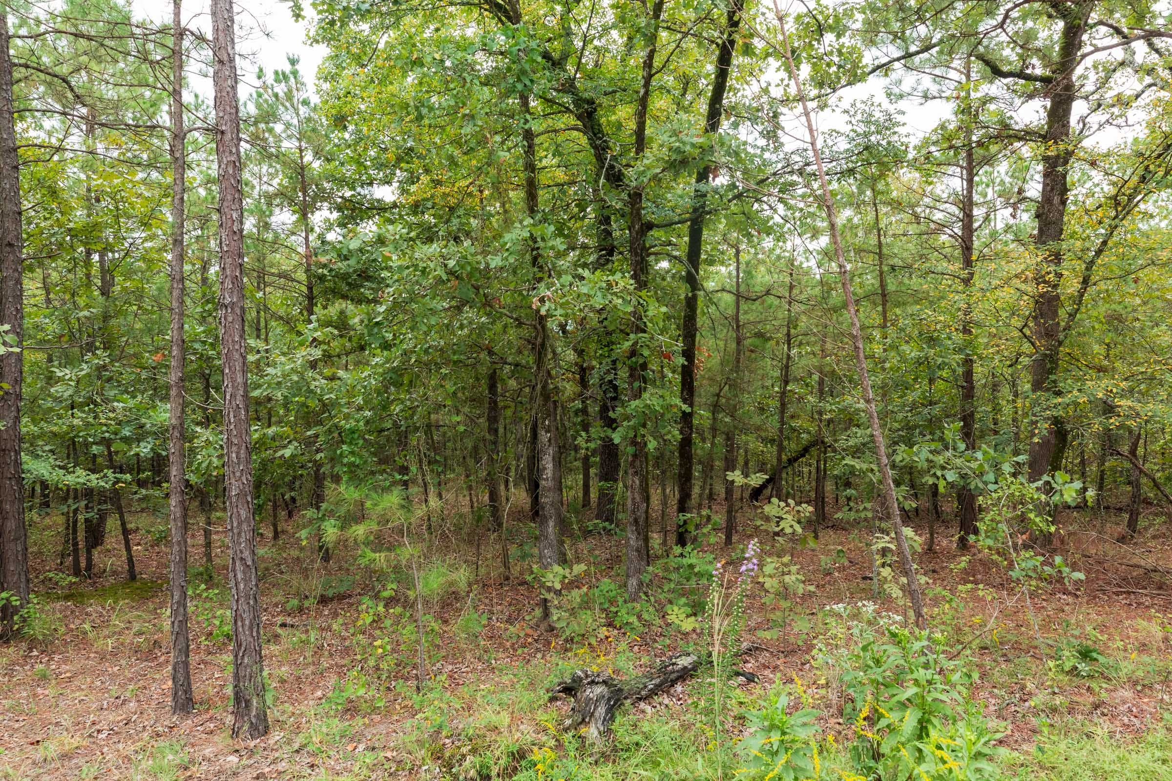 Stone Bridge Phase V Tract 421 photo 6