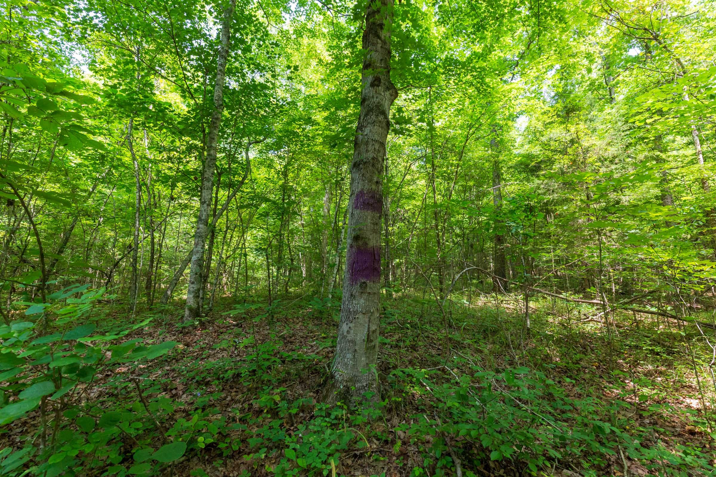 Cypress Ridge Tract 5 photo 3