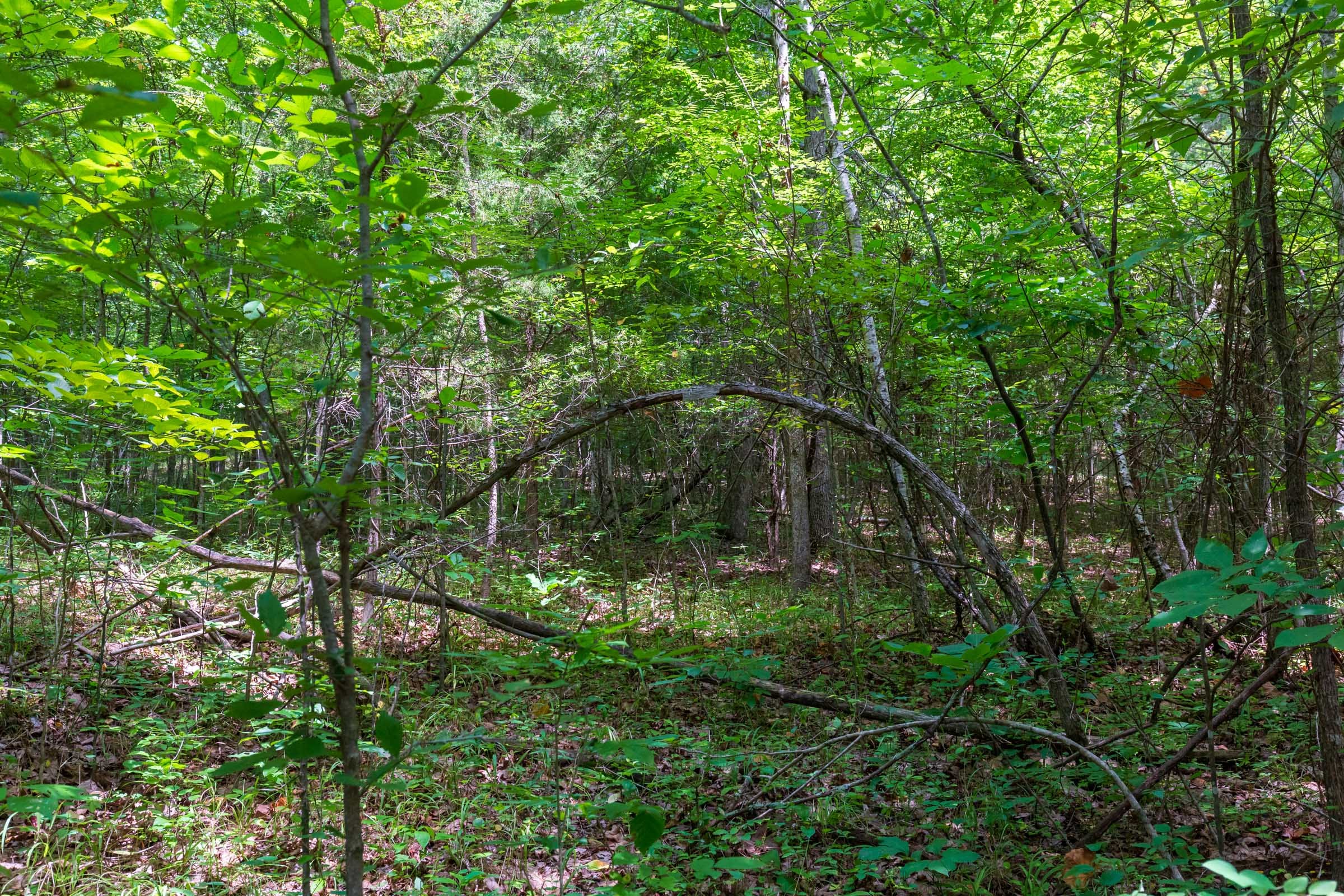 Cypress Ridge Tract 5 photo 4