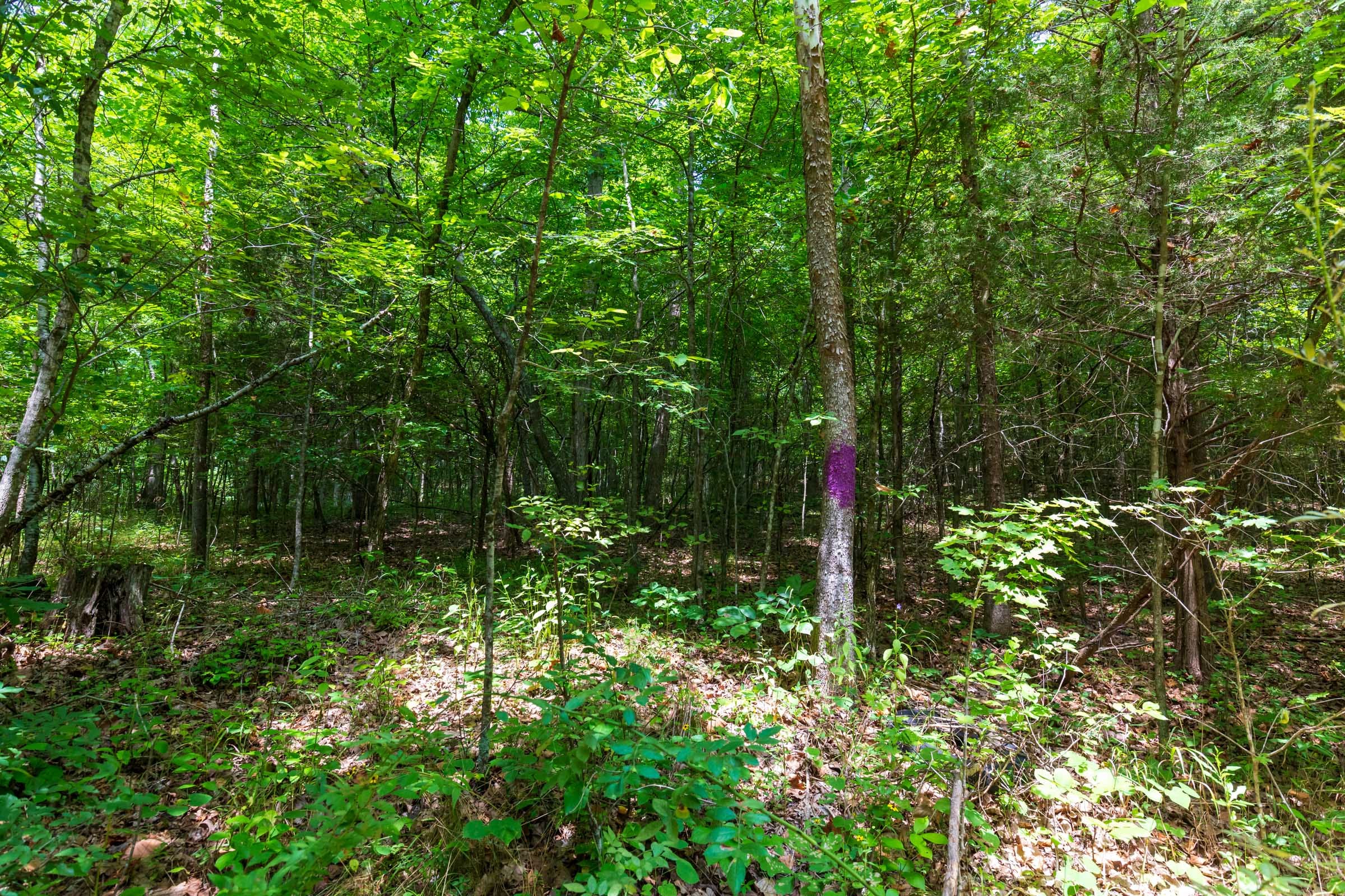 Cypress Ridge Tract 5 photo 5