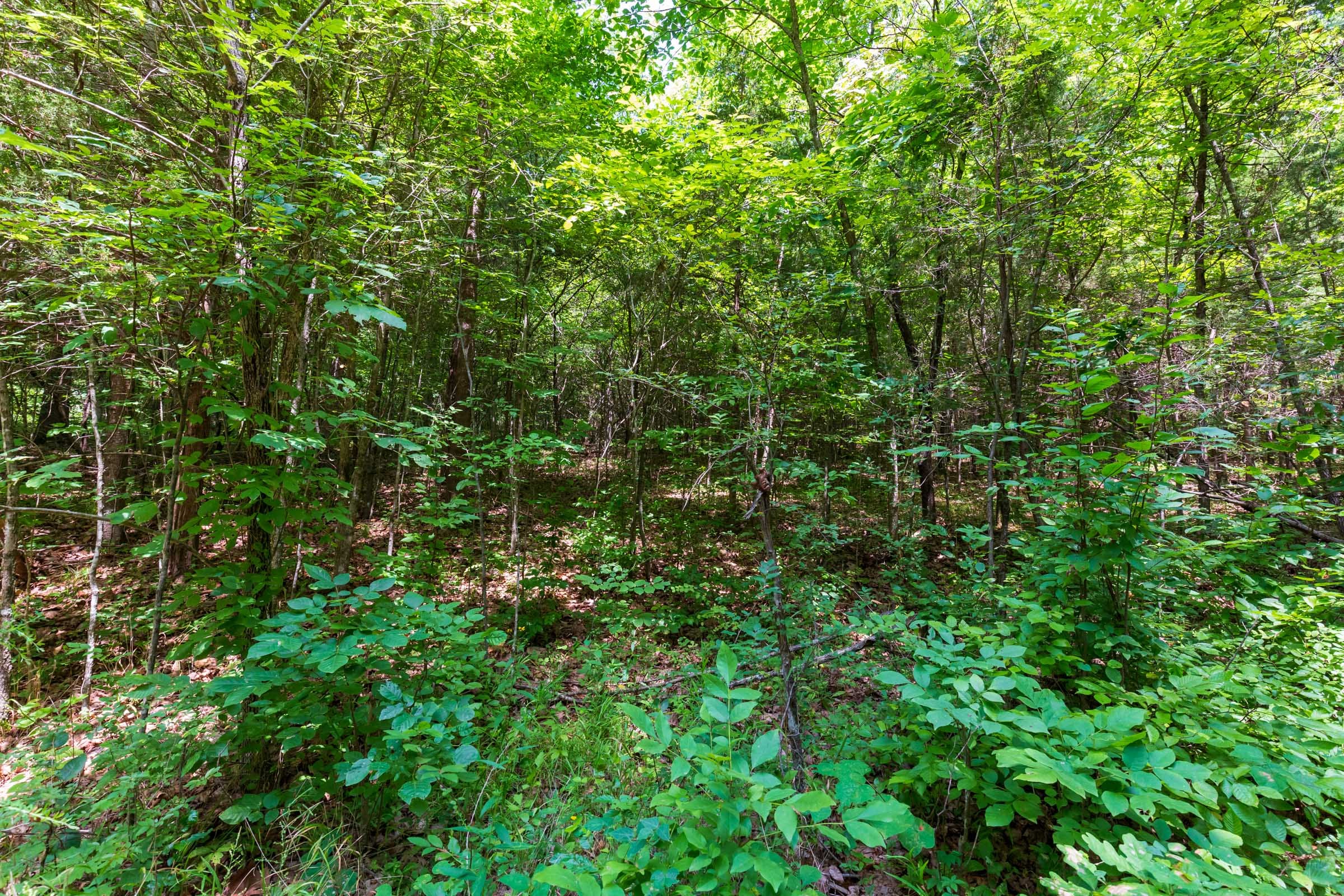 Cypress Ridge Tract 5 photo 6