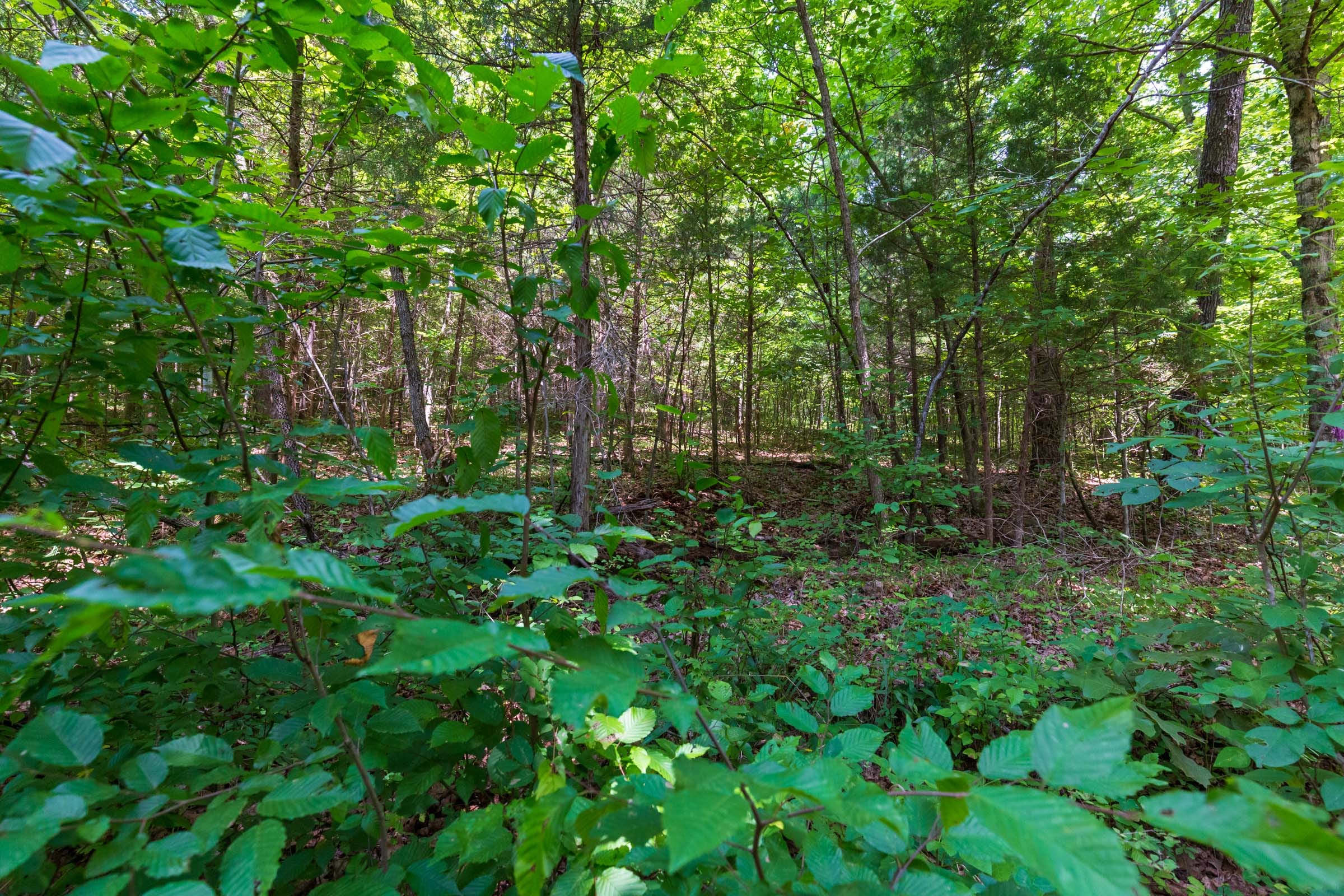 Cypress Ridge Tract 5 photo 7