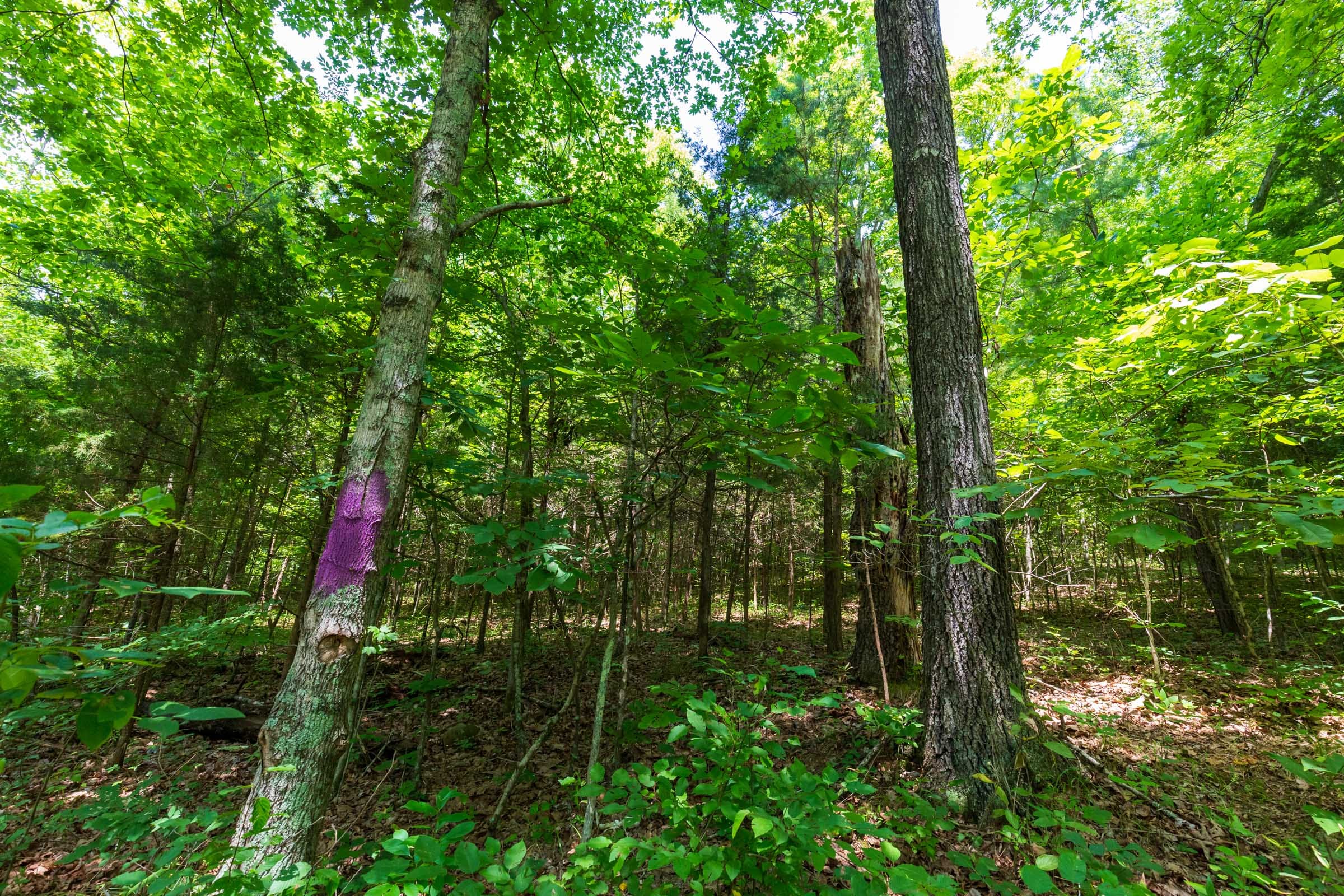 Cypress Ridge Tract 5 photo 8
